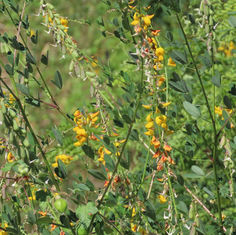 Low Rattlebox (Crotalaria pumila)