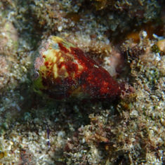 Nut Cone Snail (Conus nux)