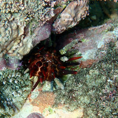 Slate Pencil Urchin (Eucidaris thouarsii)