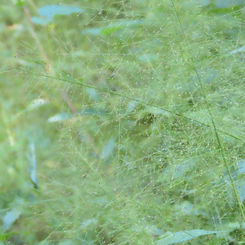 Genus Panicum