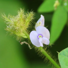 Calopo (Calopogonium mucunoides)