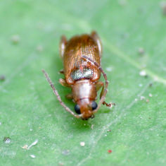 Flea Beetles (Subtribe Monoplatina)