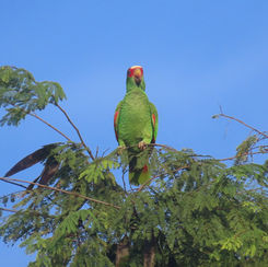 White-fronted Parrot (Amazona albifrons)