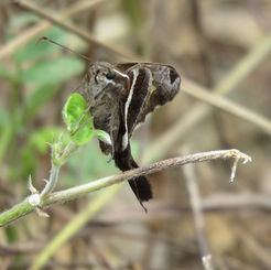 White-striped Longtail (Chioides albofasciatus)