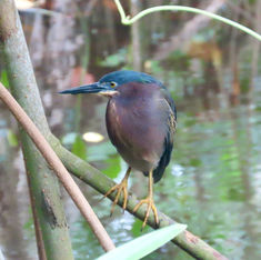 Green Heron (Butorides virescens)