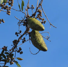 Ruehssia lanata