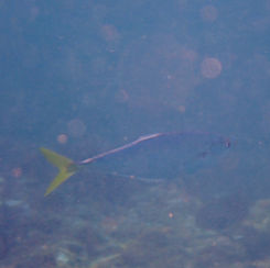 Baja California Leatherjacket
(Oligoplites inornatus)