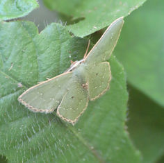 Chloropteryx nordicaria