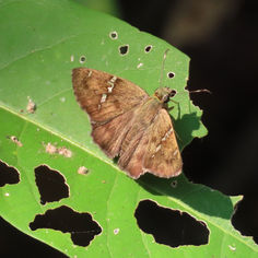Caballo Skipper (Autochton caballo)