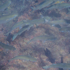 Common Mullets (Genus Mugil)