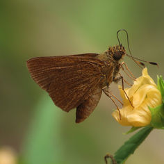 Redundant Skipper (Corticea corticea)