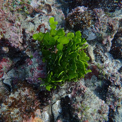 Pennyweed (Halimeda tuna)