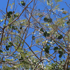 Elephant Ear Tree (Enterolobium cyclocarpum)