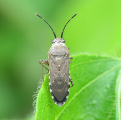 Catorhintha guttula
