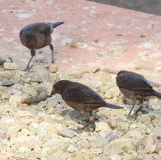 Bronzed Cowbird (Molothrus aeneus)
