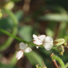 Samoan Clover (Desmodium scorpiurus)
