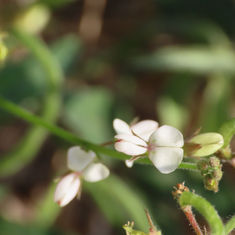 Samoan Clover (Desmodium scorpiurus)