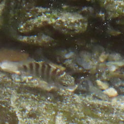 Mexican Nightsergeant (Abudefduf declivifrons)