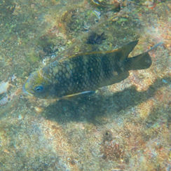Mexican Nightsergeant (Abudefduf declivifrons)