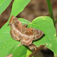 Common Blue-Skipper (Quadrus cerialis)