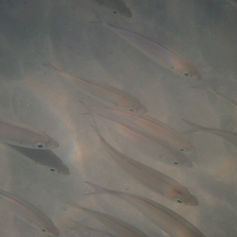 Bigeye Scad (Selar crumenophthalmus)
