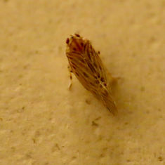 Cedusa Planthopper