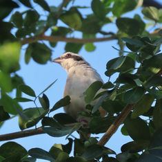 Stripe-headed Sparrow (Peucaea ruficauda)