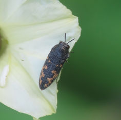 Acmaeodera setosa