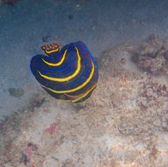 Cortez Angelfish (Pomacanthus zonipectus)