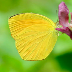 Tailed Orange (Eurema proterpia)