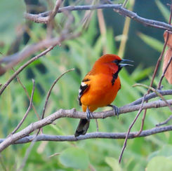 Streak-backed Oriole (Icterus pustulatus)