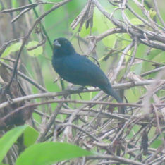 Blue-black Grassquit (Male)