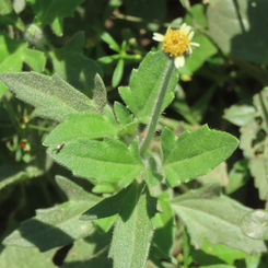 Tridax Daisy (Tridax procumbens)