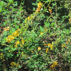 Low Rattlebox (Crotalaria pumila)