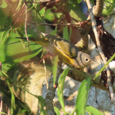 Nashville Warbler (Leiothlypis ruficapilla)
