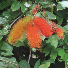 Bushwillow (Combretum farinosum)