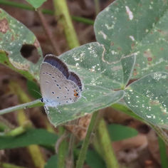 Eastern Tailed Blue (Cupido comyntas)