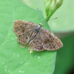 Red-Bordered Metalmark (Caria ino)