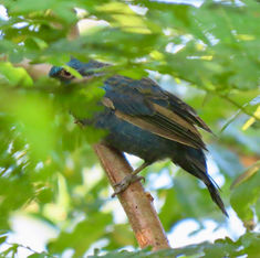 Blue Bunting (Male)