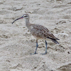 Hudsonian Whimbrel (Numenius hudsonicus)