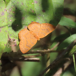 Pale Emesis (Emesis vulpina)