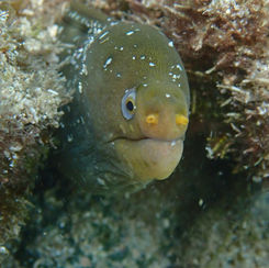 Palenose Moray (Echidna nocturna)