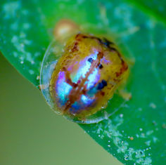Alamo Vine Tortoise Beetle (Microctenochira bonvouloiri)