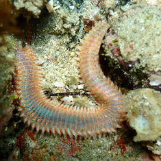 Bristle Worm copy (Genus Eurythoe)