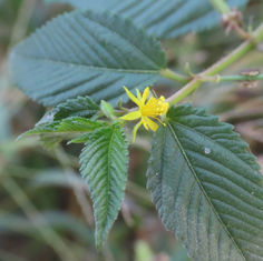 East Indian Mallow (Corchorus aestuans)