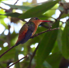 Cinnamon Hummingbird (Amazilia rutila)