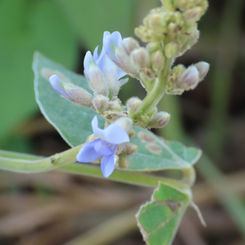 Calopogonium caeruleum