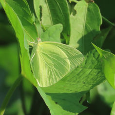 Statira Sulphur (Phoebis statira)