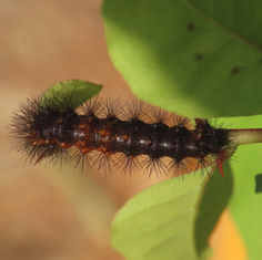 Genus Hypercompe - Tiger Moth - Caterpillar