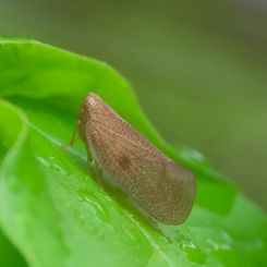 Bladina Planthopper